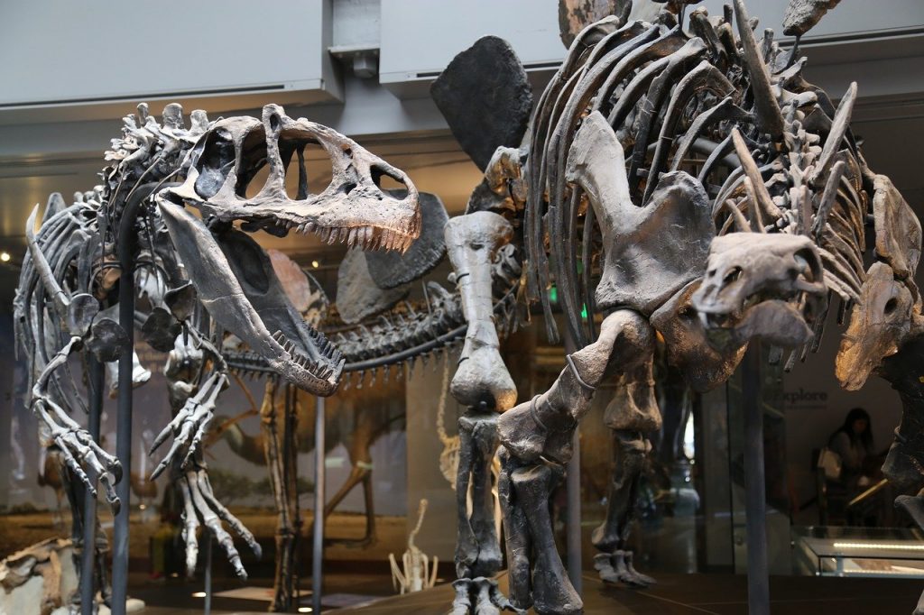 museum, skeleton, dinosaur